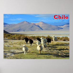 Chilean sheep poster