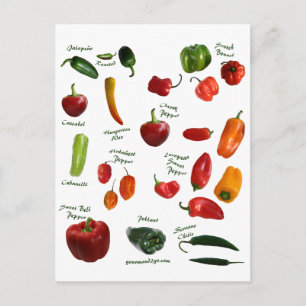 Chili Pepper ID Postcard