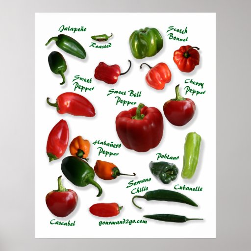 Chili Pepper Varieties | Zazzle