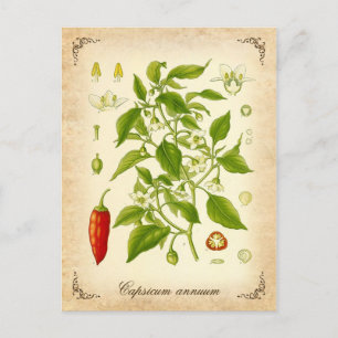 Chili Pepper - vintage illustration Postcard