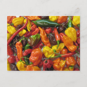 Chili Pile Postcard