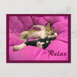 Chill Bill & Relax Max Postcard