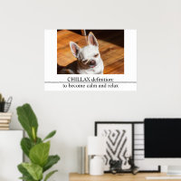 Chillax Chihuahua sleepy relaxed tongue out Photo