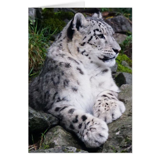 Chilled Out Snow Leopard (Front)