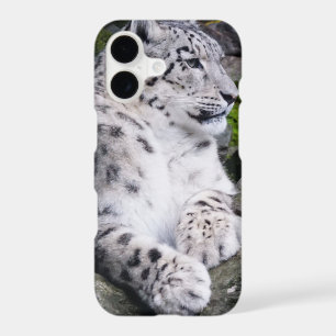 Chilled Out Snow Leopard