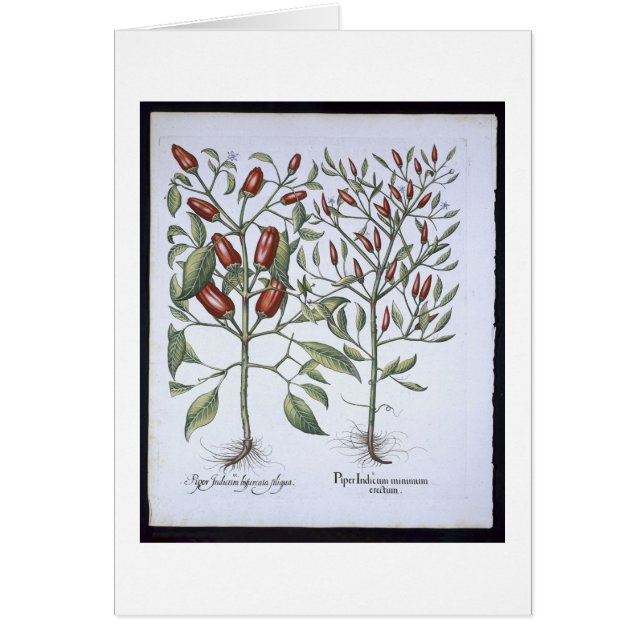 Chilli Pepper plants, from the 'Hortus Eystettensi (Front)