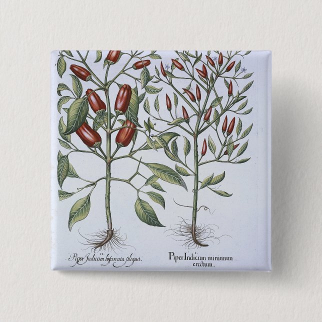 Chilli Pepper plants, from the 'Hortus Eystettensi 2 Inch Square Button (Front)