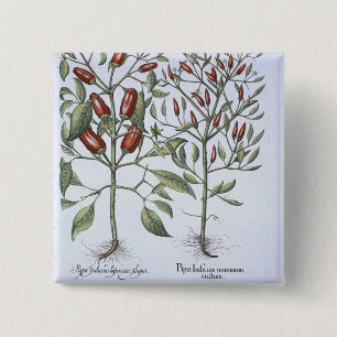 Chilli Pepper plants, from the 'Hortus Eystettensi 2 Inch Square Button