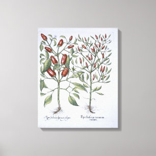 Chilli Pepper plants, from the 'Hortus Eystettensi Canvas Print