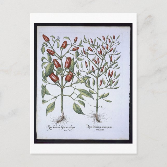 Chilli Pepper plants, from the 'Hortus Eystettensi Postcard (Front)