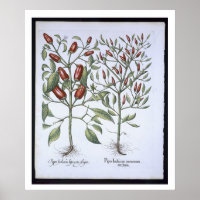 Chilli Pepper plants, from the 'Hortus Eystettensi