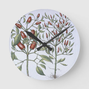 Chilli Pepper plants, from the 'Hortus Eystettensi Round Clock