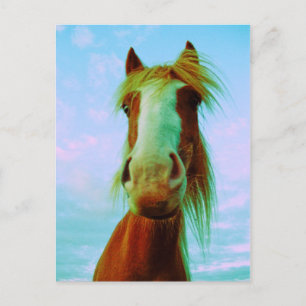 Chilli Postcard
