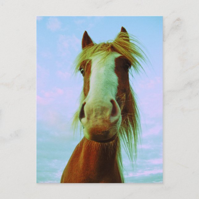 Chilli Postcard (Front)