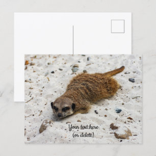 Chillin' Meerkat Postcard