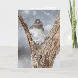 "Chilling" Junco, 5" x 7" Folded Greeting Card