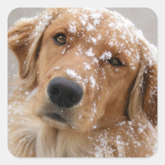Chilly Dog Square Sticker