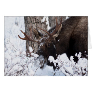 Chilly Moose