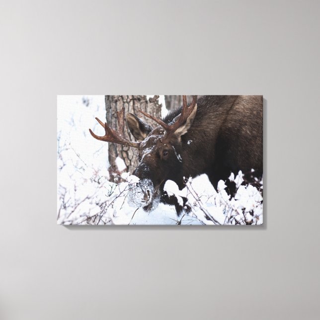 Chilly Moose Canvas Print (Front)