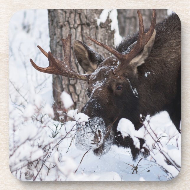 Chilly Moose Coaster (Front)