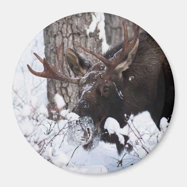 Chilly Moose Magnet (Front)