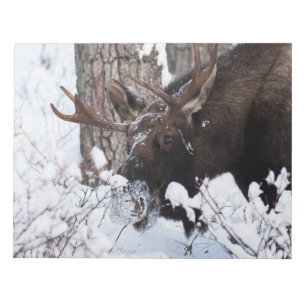 Chilly Moose Notepad
