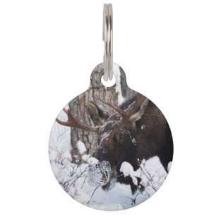 Chilly Moose Pet Tag