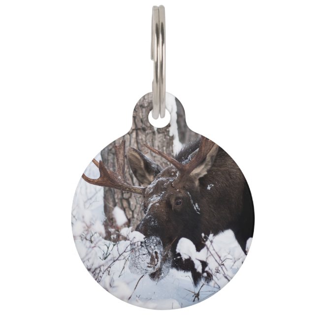 Chilly Moose Pet Tag (Front)