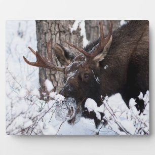 Chilly Moose Plaque