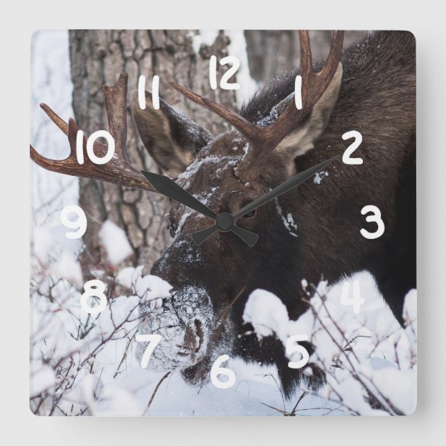 Chilly Moose Square Wall Clock (Front)