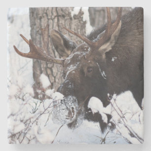 Chilly Moose Stone Coaster
