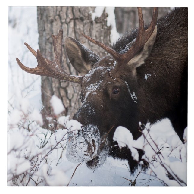 Chilly Moose Tile (Front)