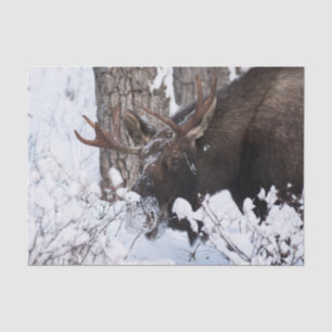 Chilly Moose Tissue Paper