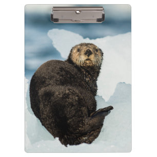 Chilly Sea Otter Clipboard