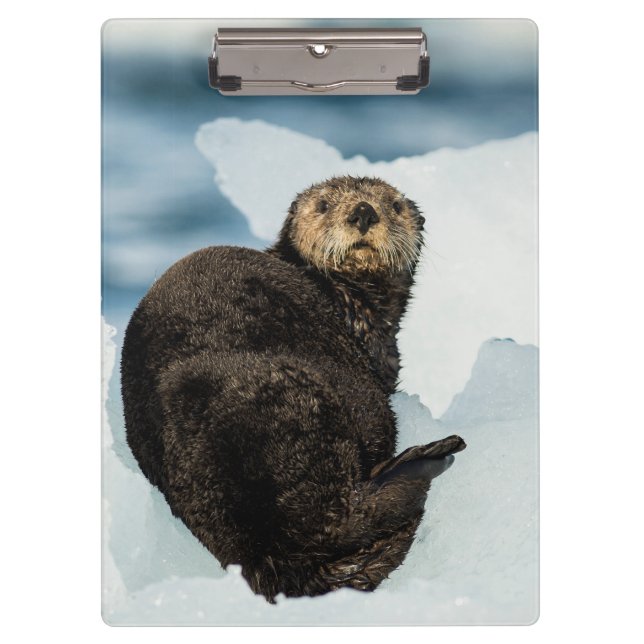 Chilly Sea Otter Clipboard (Front)