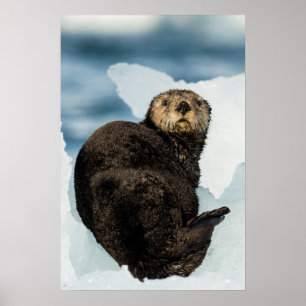 Chilly Sea Otter Poster