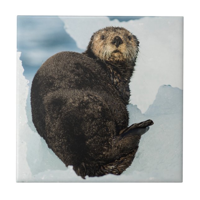 Chilly Sea Otter Tile (Front)