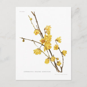 Chimonanthus fragrans postcard