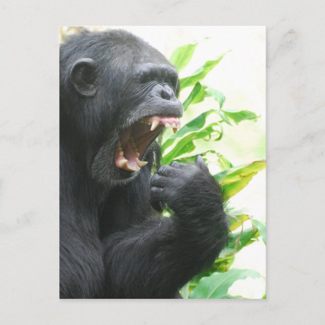 Chimp Fangs Postcard (Front)