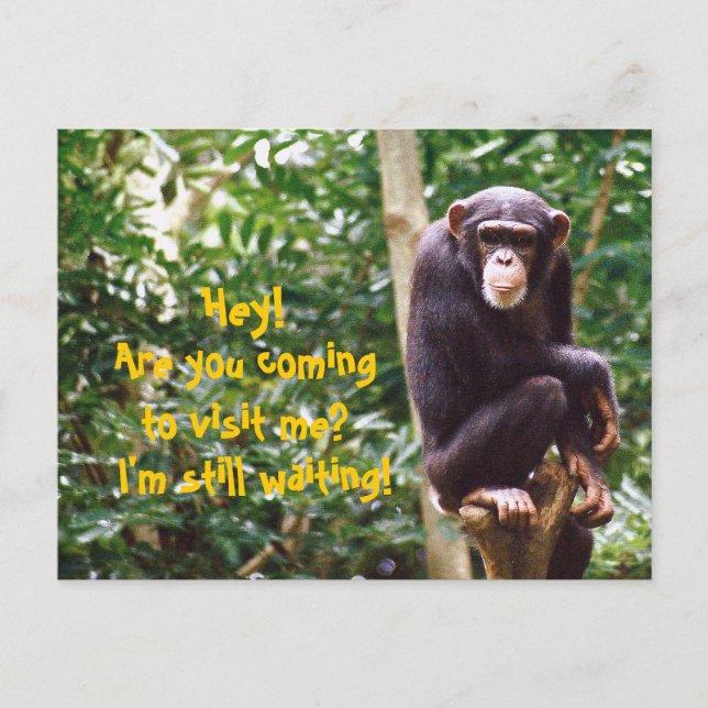 Chimp Humour Postcard (Front)
