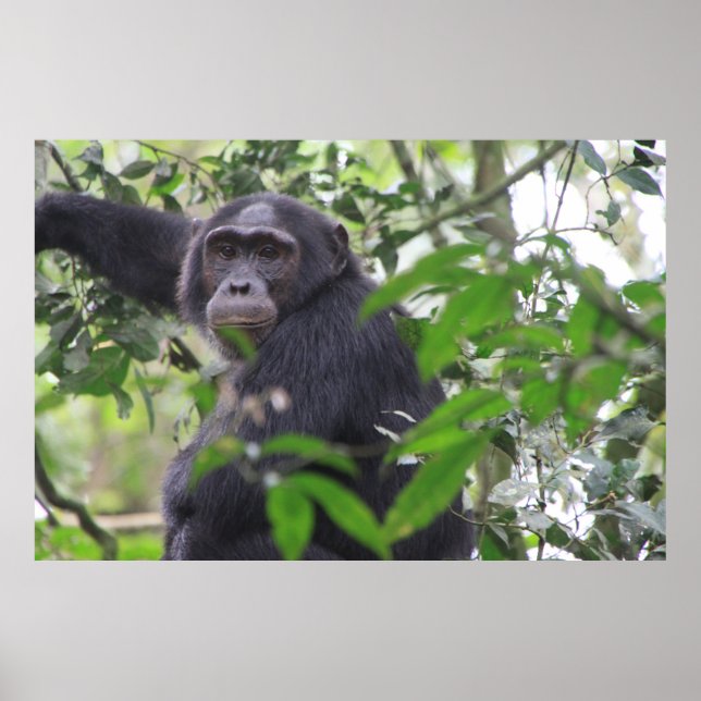 Chimp Poster (Front)