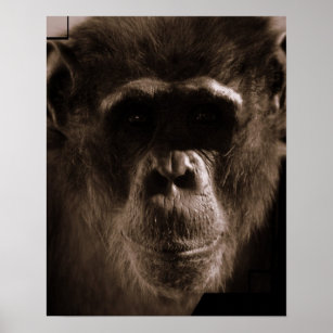 Chimp Poster Print