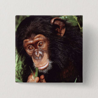Chimpansee 2 Inch Square Button