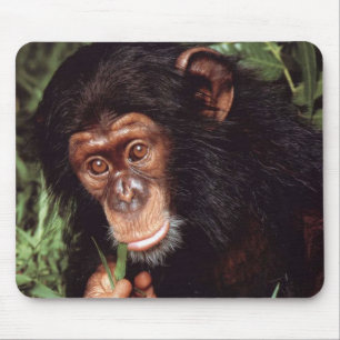 Chimpansee Mouse Pad