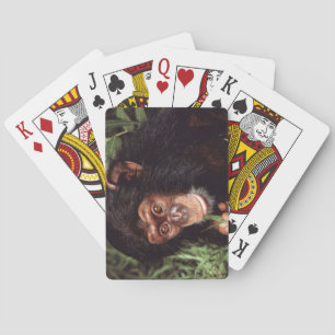 Chimpansee Playing Cards