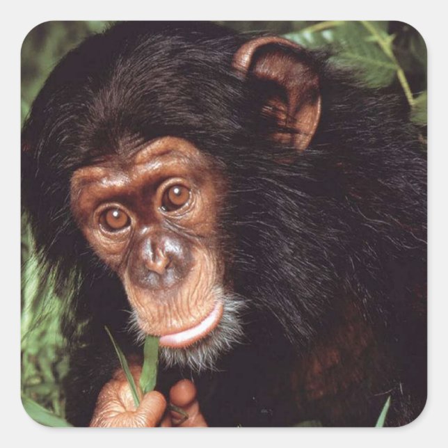 Chimpansee Square Sticker (Front)