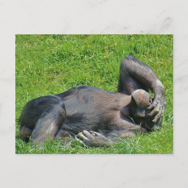 Chimpanzé de détente - carte postale (Devant)