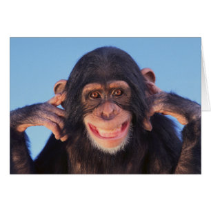 Chimpanzé de sourire des images de Getty