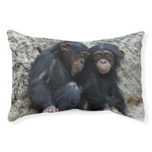 Chimpanzee002