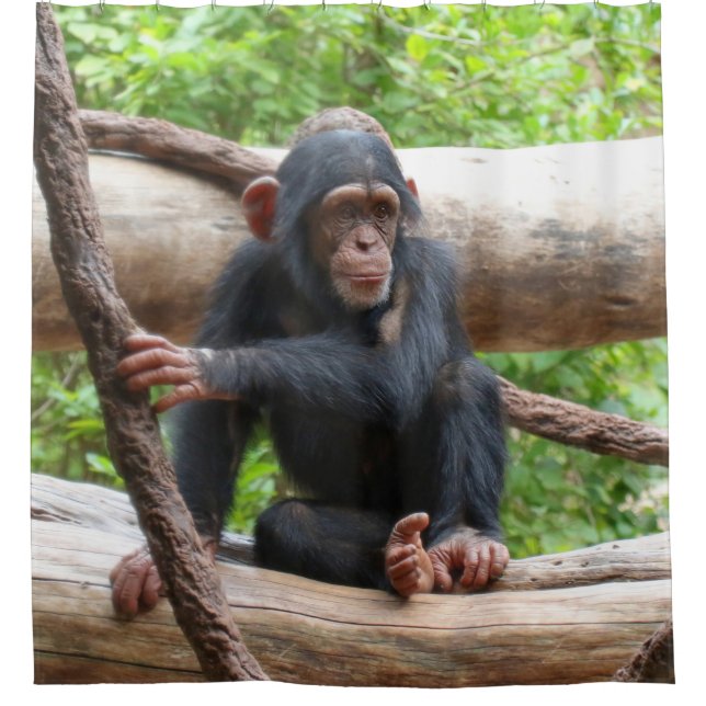 Chimpanzee 001 (Front)